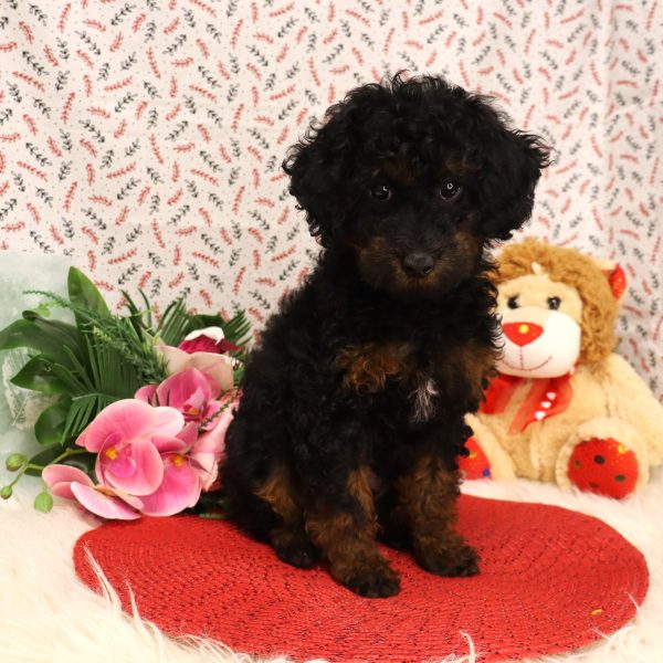 ERNIE - Image 4