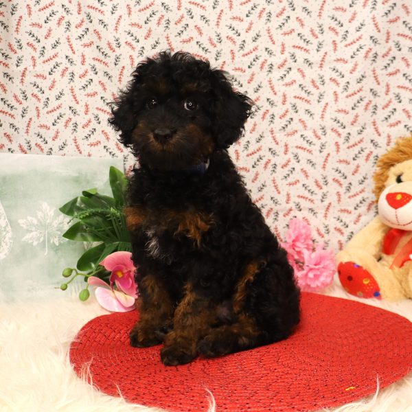 ERNIE - Image 3