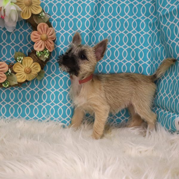 MISHA - Image 2