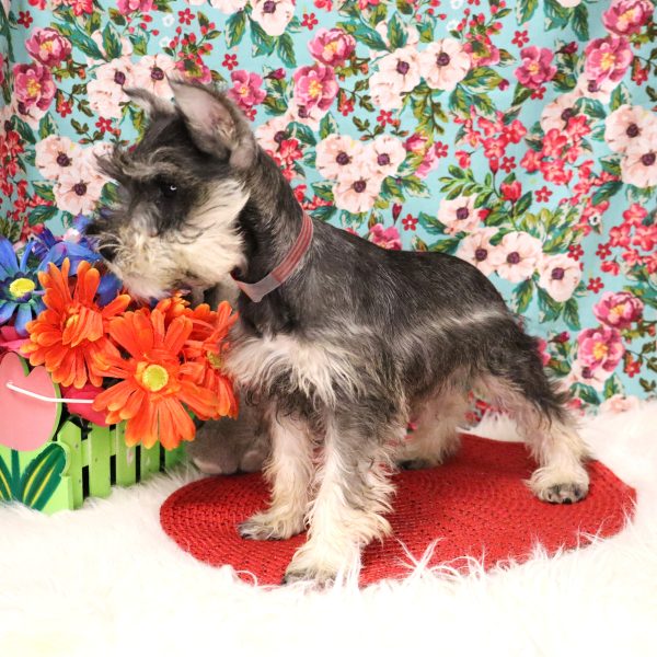 PEPPER - Image 3