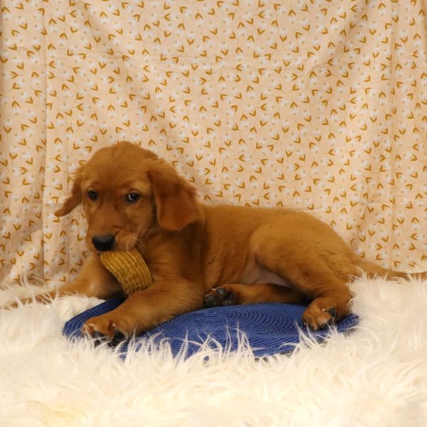 MARIGOLD - Image 2