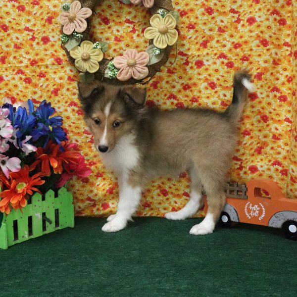 PIPER