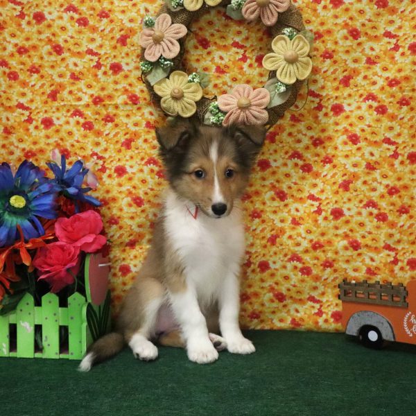 PIPER - Image 2