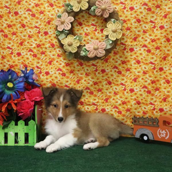 PIPER - Image 3