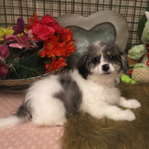 Adorable fluffy white and gray puppy with flowers