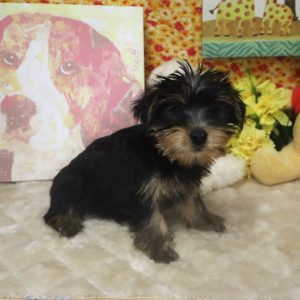 Tiny black-and-tan Yorkshire Terrier puppy