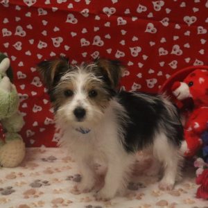 JUDE (parti black white)