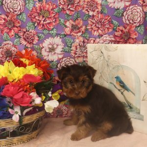 ANABEL (chocolate tan)