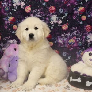 SANDY (english cream)