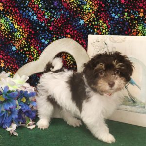 CARMELLA (chocolate white)