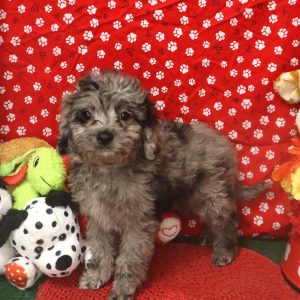 CASPIAN (blue merle)
