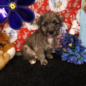 TRIXIE