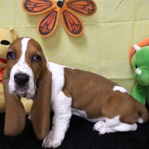 Basset hound puppy with toys and butterfly