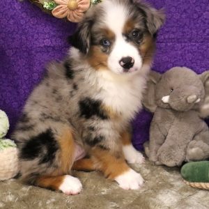 Merle puppy with blue eyes on purple blanket