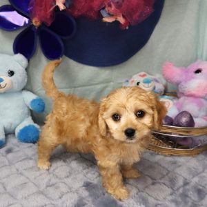 Curious golden puppy among stuffed toys
