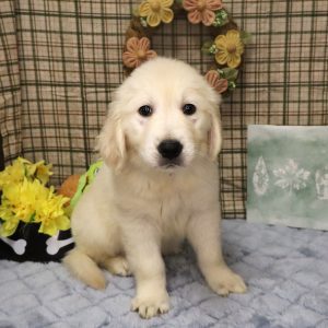 BISCUIT
