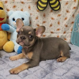 BONNIE (blue tan)