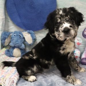 GLORIA (blue merle)