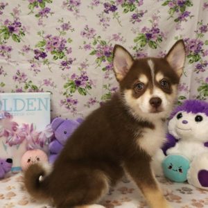 MYLA