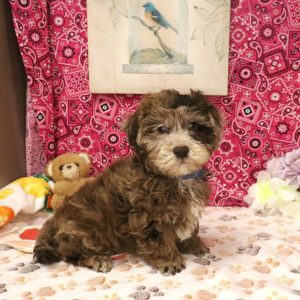 TRUFFLE (chocolate merle)
