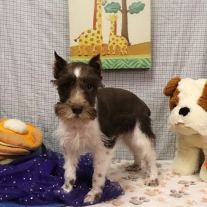 TOBIAS (chocolate white)