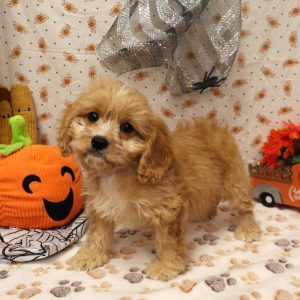 PUMPKIN