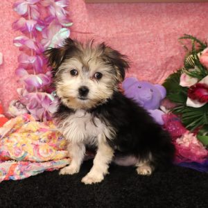 DELILAH