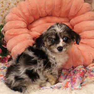 CORALINE (blue merle)