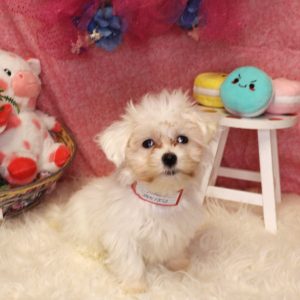 MOCHI
